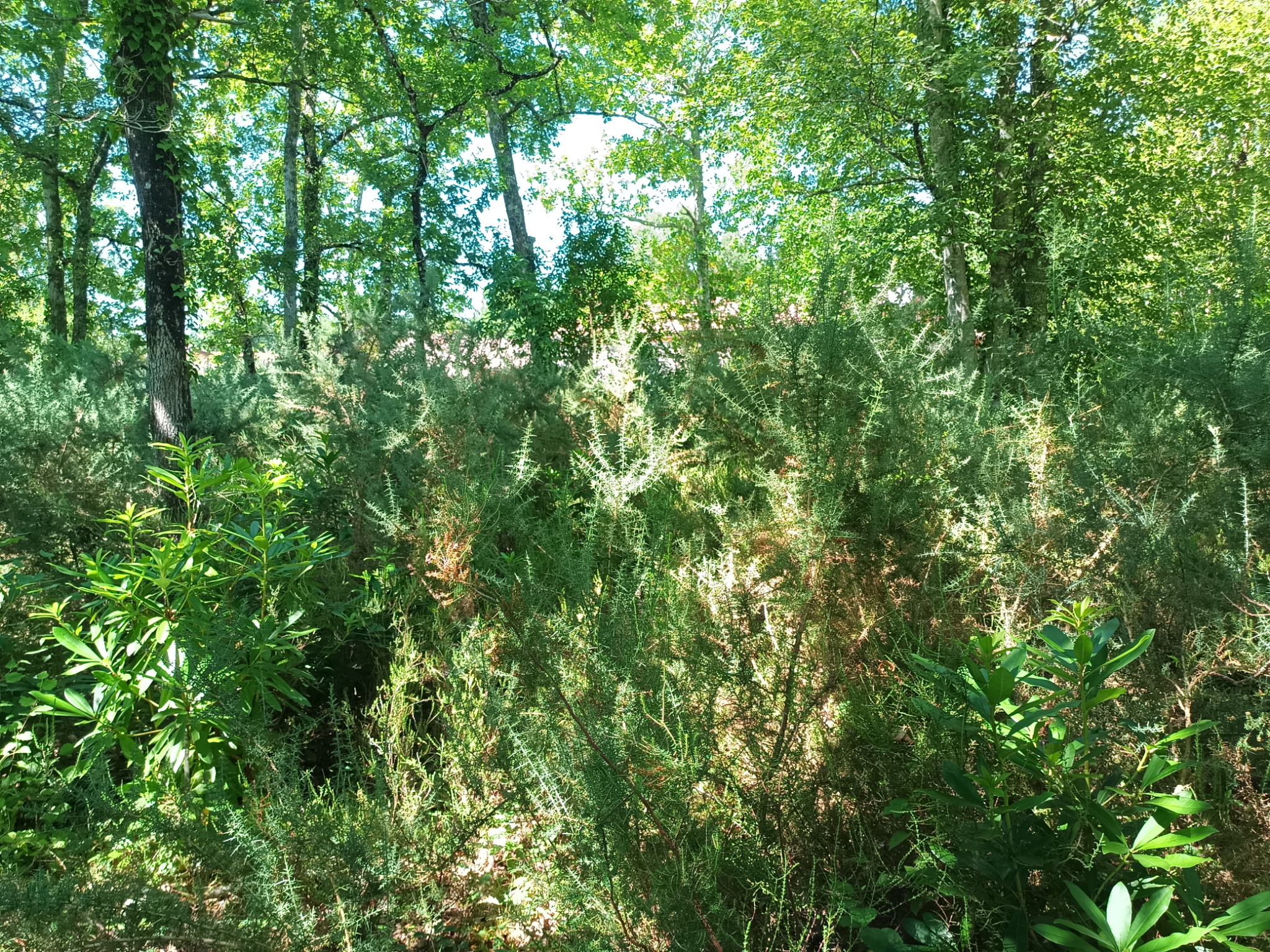 Terrain à dégagé pour mise en vente sans évacuation.