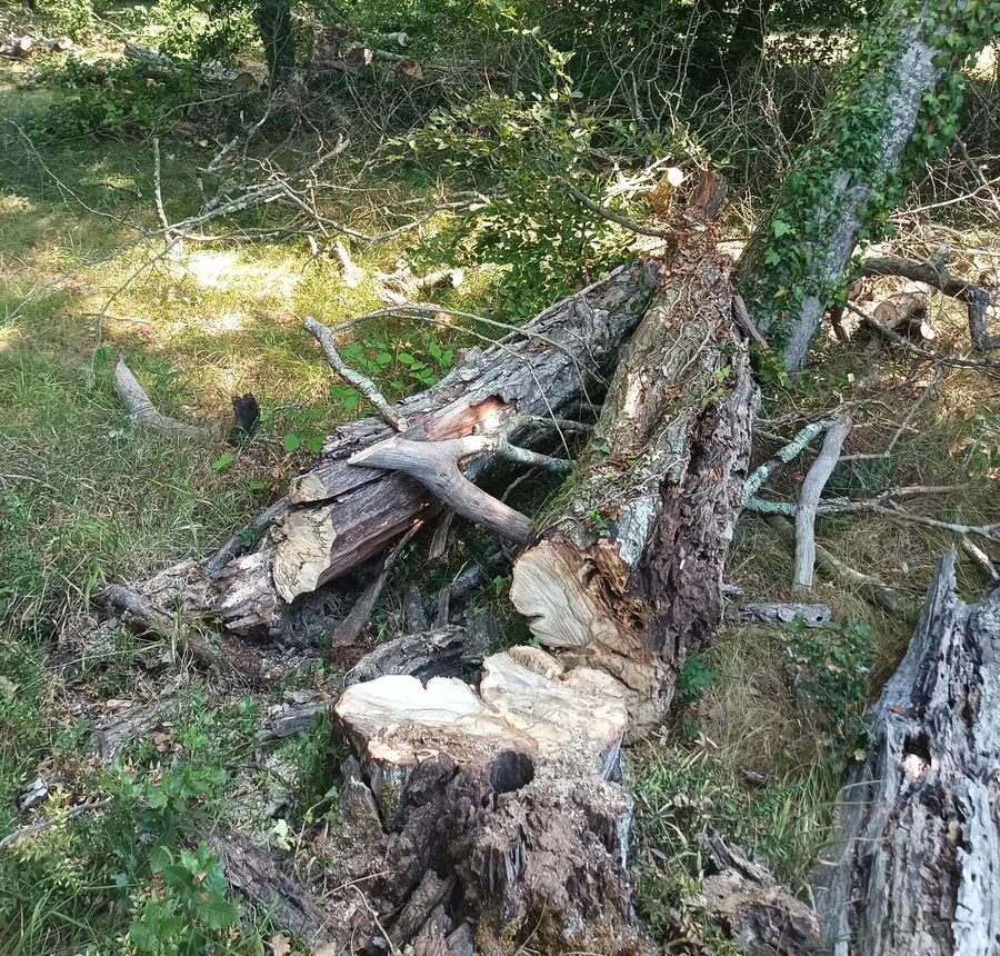 Abattage d'un arbre en accès difficile par AN Services, Médoc