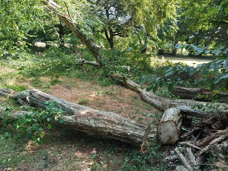 Démontage technique de l'arbre lors de l'abattage, Médoc