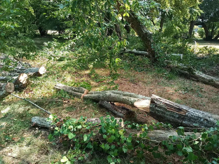 Terrain nettoyé après évacuation des bois de l'abattage, Médoc