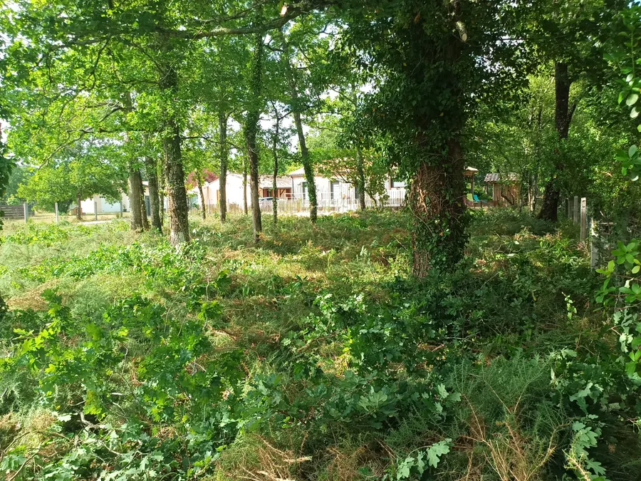 Arbres conservés après éclaircissement de la parcelle, Médoc