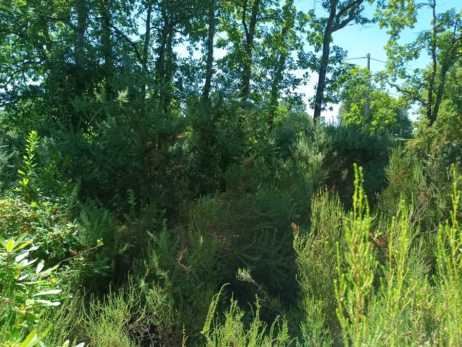 Sous-bois dense avant dépressage de la parcelle forestière, Médoc