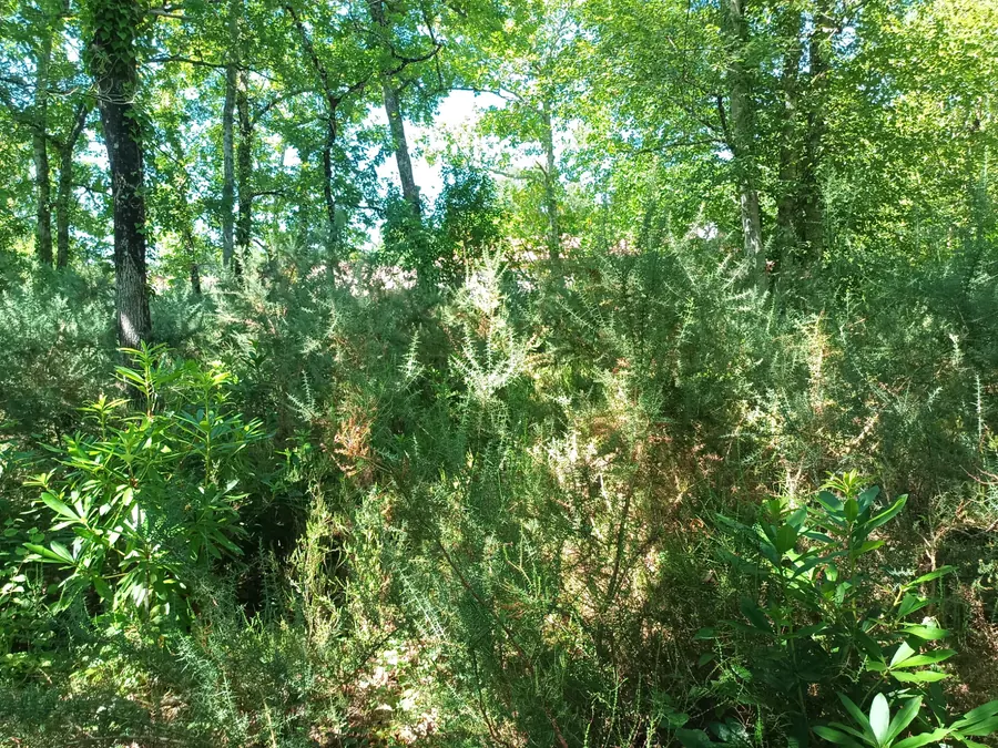 Végétation dense sous les arbres avant dépressage, Médoc