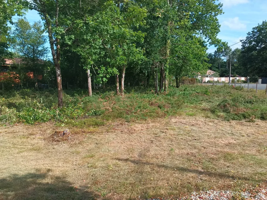 Souche d'arbre coupé sur la parcelle dépressée et nettoyée, Médoc