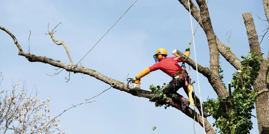 Élagage d'arbre en hauteur par un professionnel dans le Médoc