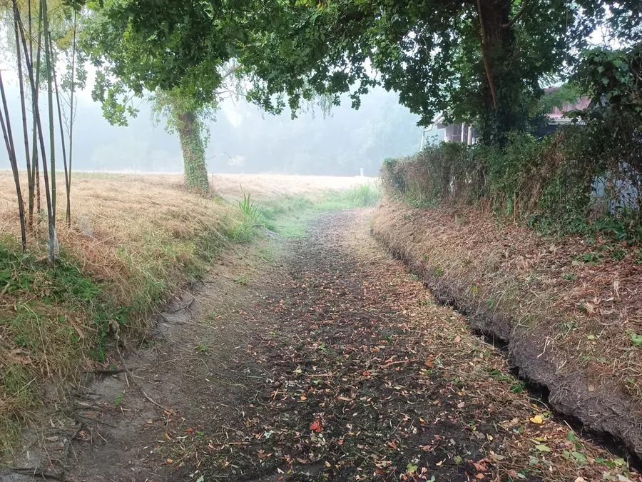 Bordure de fossé de drainage dégagée après nettoyage, Médoc