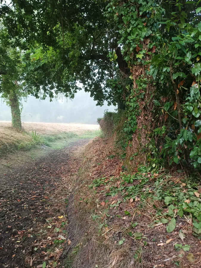 Fossé de drainage nettoyé, retrait du roncier en bordure de clôture, Médoc
