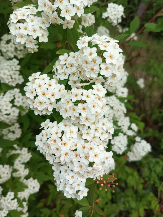 Arbuste à fleurs blanches taillé dans le parc du château, Médoc