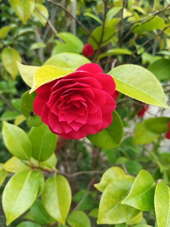 Camélia rouge en fleur dans le parc du château entretenu, Médoc