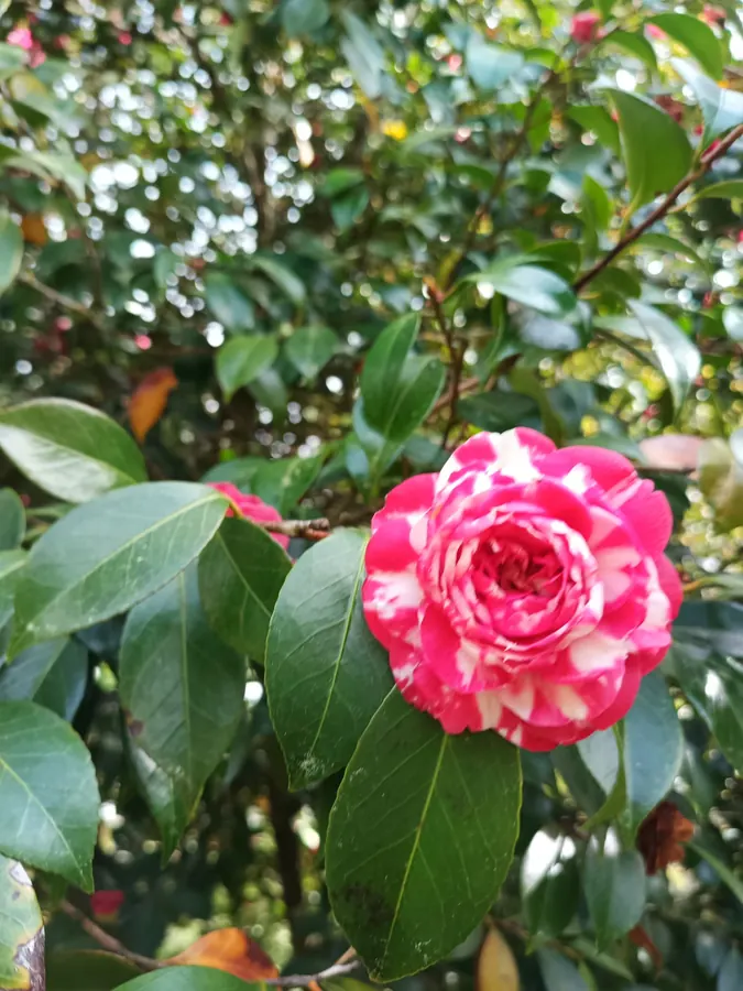 Massif fleuri entretenu dans le parc du château, Médoc