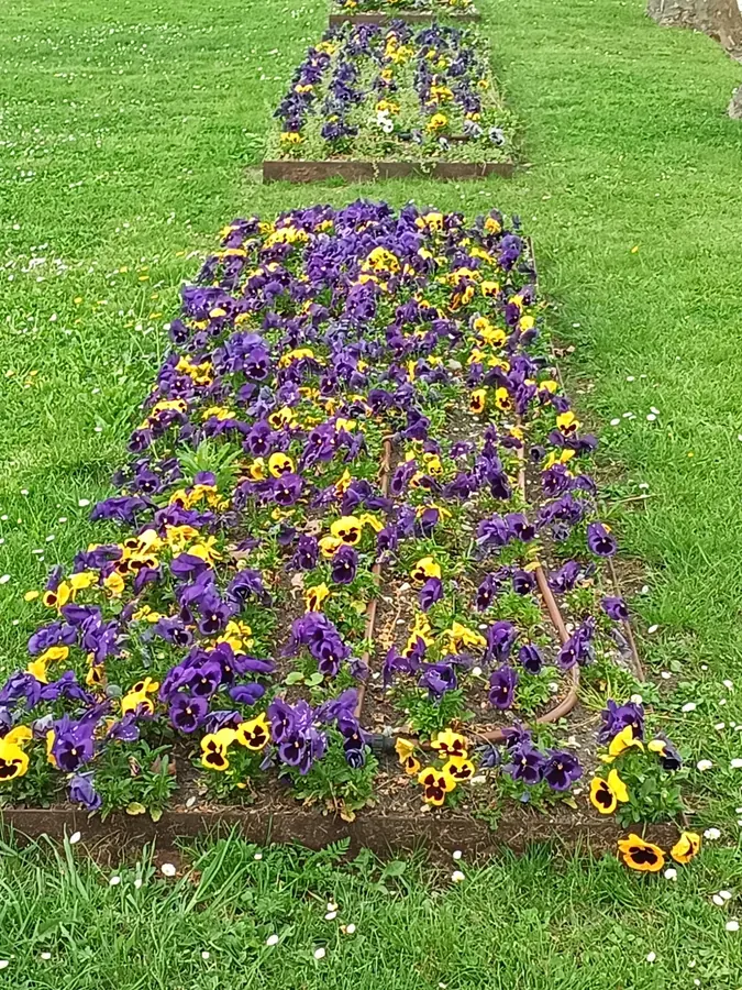 Massif de pensées violettes et jaunes entretenu dans le parc du château, Médoc