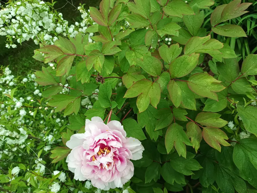 Pivoine rose en fleur dans le parc du château après entretien, Médoc