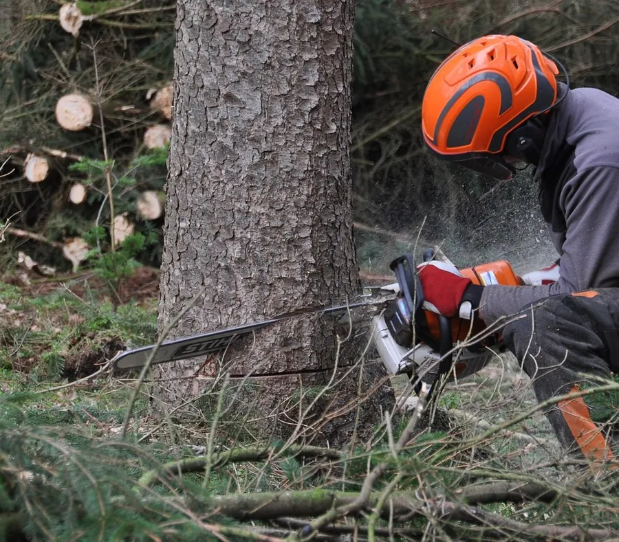 Abattage d'arbre dangereux en accès difficile dans le Médoc