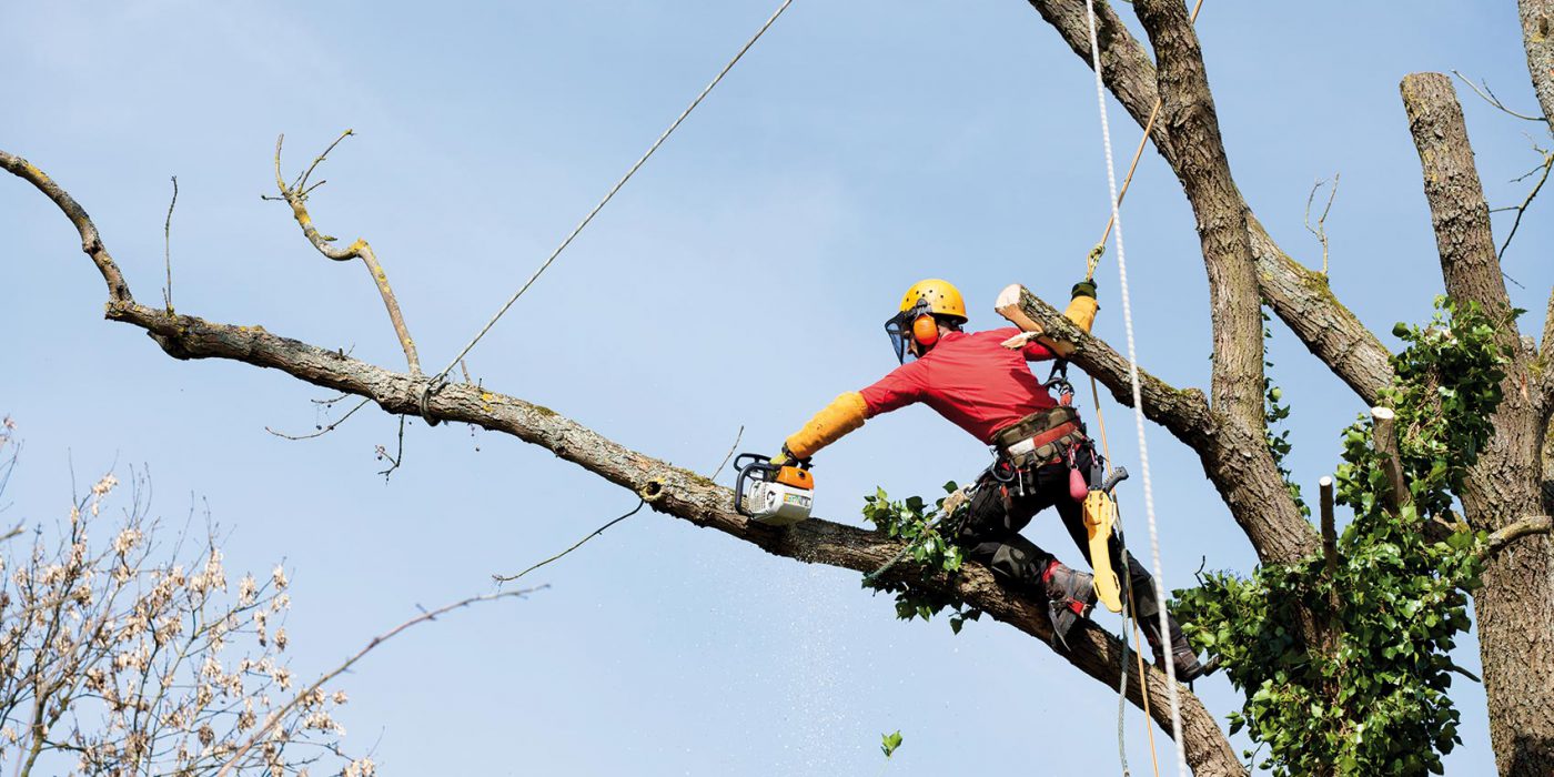 Élagage d'arbre en hauteur par un professionnel dans le Médoc
